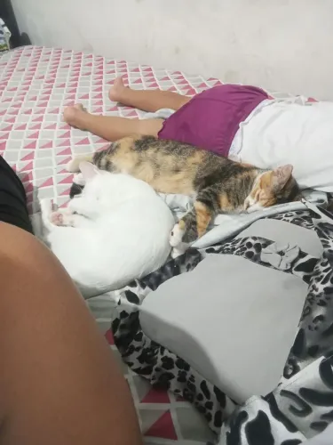 Para doar duas gatas
