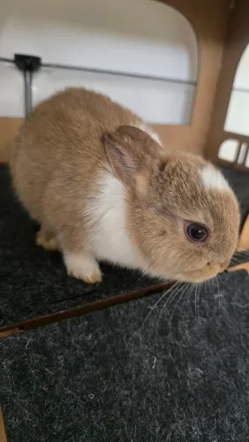 Coelho netherland dwarf macho (coelho anão)