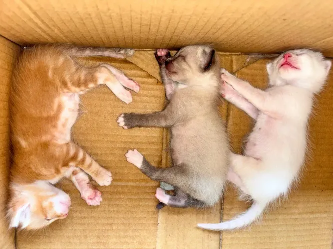 3 GATINHOS PROCURANDO UMA FAMÍLIA!