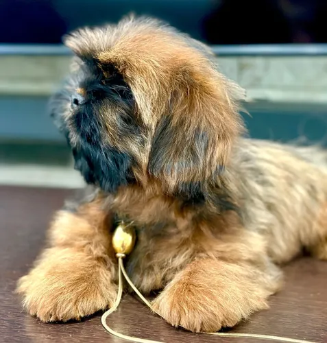 SHIHTZU MACHO - 03 Meses - CICLO VACINAL COMPLETO