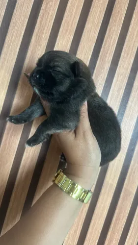 Lulu da Pomerânia