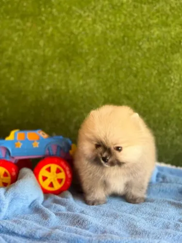 Fofo Lulu da pomerania laranja - caramelo