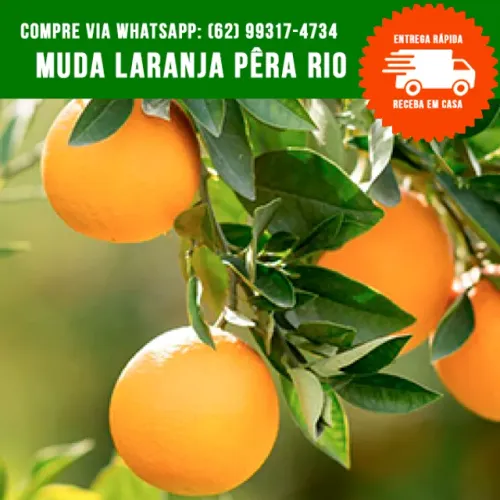 Muda de Laranja Pera Rio