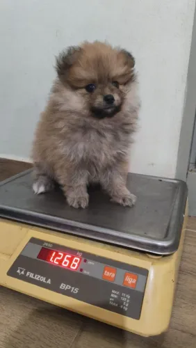 Spitz alemão anão machinhos  disponíveis pra retirar em sorocaba 