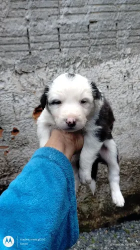 Vendo filhote de boder collie 1 mês vermifugado * 