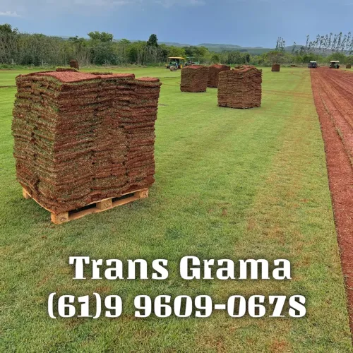 Grama Esmeralda - PROMOÇÃO.