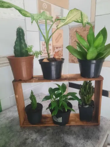 Kit plantas em nicho/estante/prateleiras 