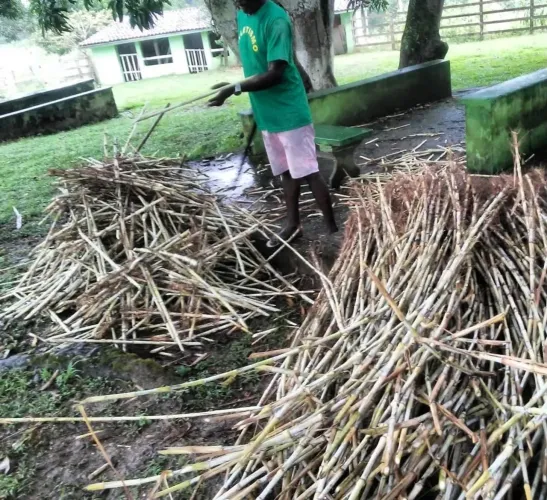 E AI VAI DEIXAR A CHUVA PASSAR , BRS CAPIAÇU A VENDA 