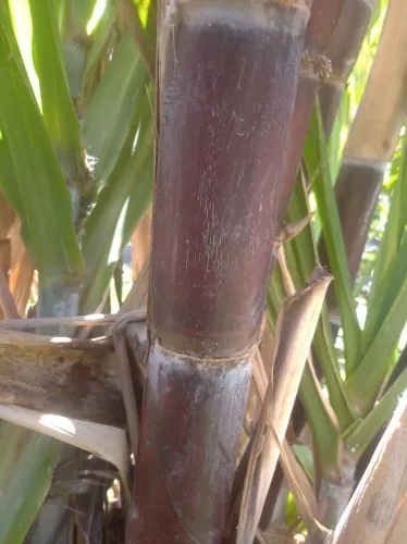 Mudas cana caiana roxa gigante 