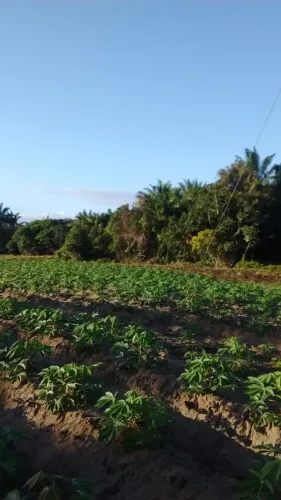 Excelente chácara em Pitanga da Estrada, 4 hectares, rio perene, 2 casas, rio perene.