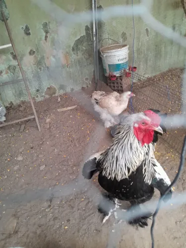 Franguinhos e galos e galinha brahmas