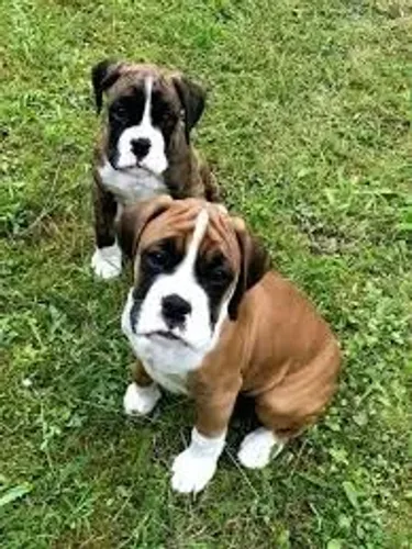 Boxer O Boxer recebeu os visitantes com entusiasmo.