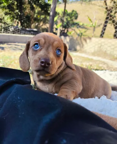 Filhote de Dachshund - Salsicha