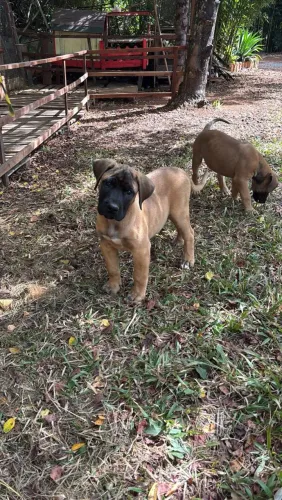 Presa canario 