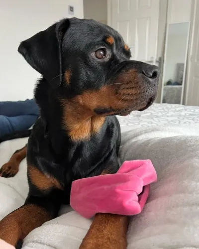 Rottweiler Seu próximo pet já está esperando por você