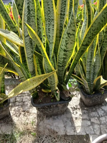 Espada sta.barbara