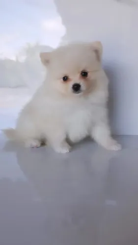 Maravilhoso Machinho de Spitz Alemão Anão Lulu da Pomerania