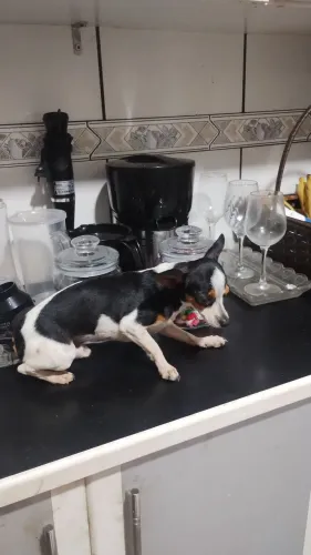 Pinscher macho adulto 