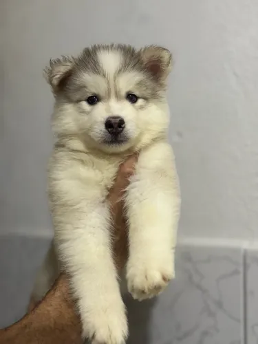 Filhote de Husk Siberiano