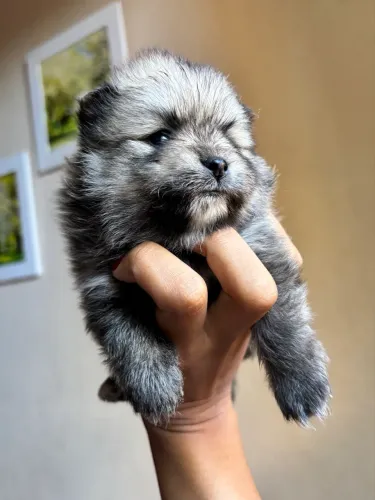 SPTIZ ALEMÃO anão ( Lulu da Pomerânia)