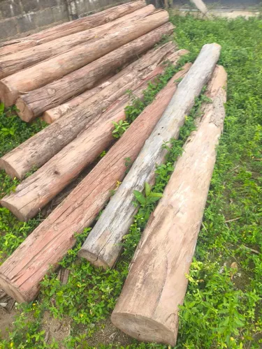 Toras de eucalipto com 3 mts