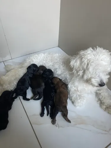 cachorros poodle