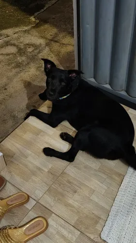 doa uma cachorra poste grande 