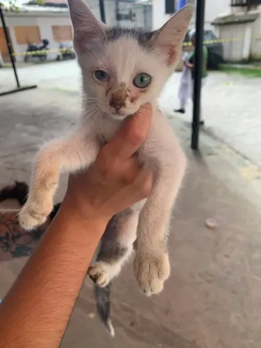 ? Lindo Gatinho Macho - 3 Meses - Vermifugado e à procura de um lar!