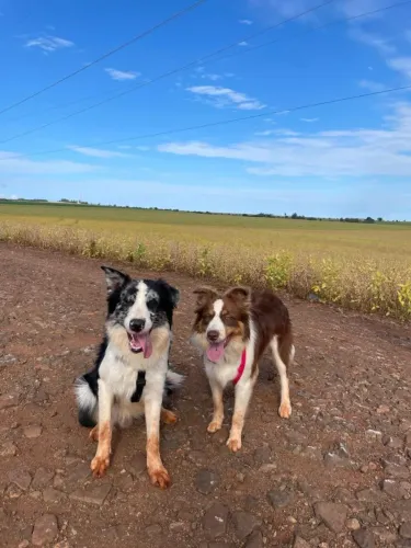 Casal de Border Collie
