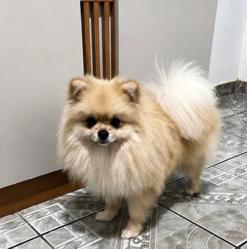 Spitz alemão macho