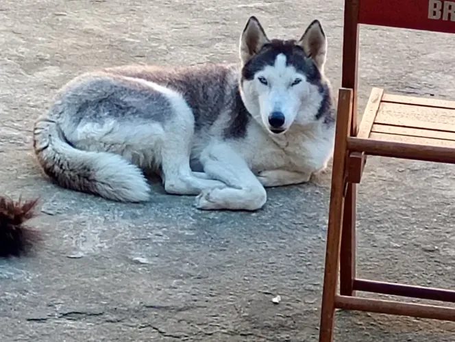 Husky siberiano, namoro 