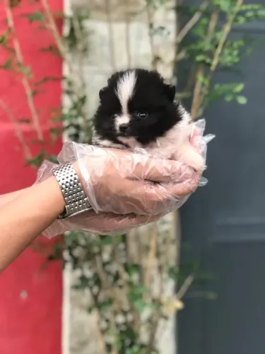 Spitz Alemão de Qualidade com Garantia de Saúde e até 12x