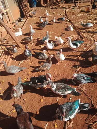 Patos e patas vivos
