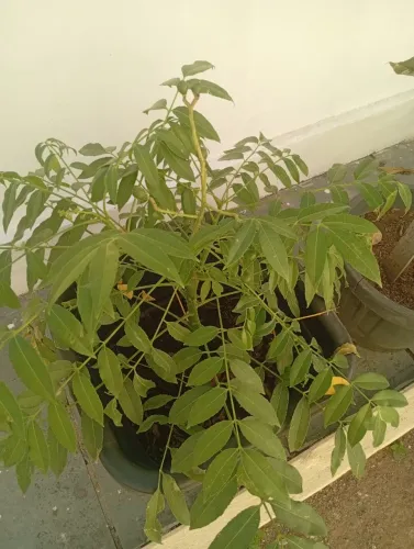 Pé de cajá anão com frutos
