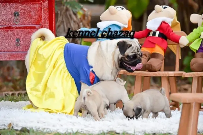 Pug bebês padrão mini com entrega imediata em são Paulo