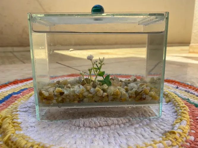 Beteira Aquário Retangular 16x9x13 1,98L Peixe Betta