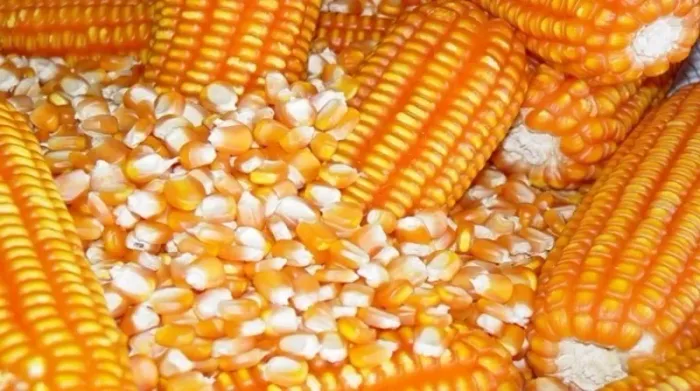 VENDA DE MILHO A GRANEL - QUALIDADE DO CAMPO DIRETO PARA VOCÊ