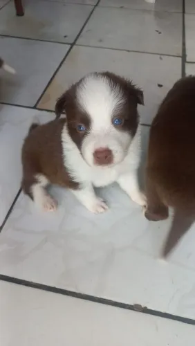 Filhotes de border collie
