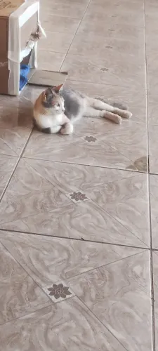 GATO MACHO E GATA FÊMEA