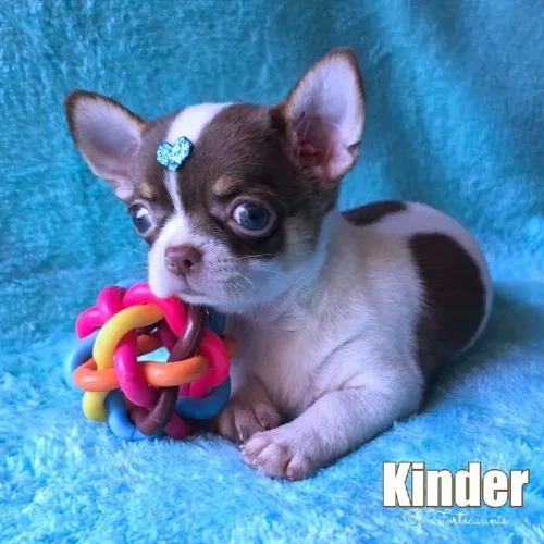 Bb Chihuahua Macho pelagem curta disponivel