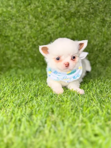 Chihuahua 