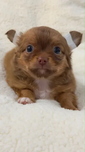 Chihuahua chocolate para quem busca a melhor linhagem