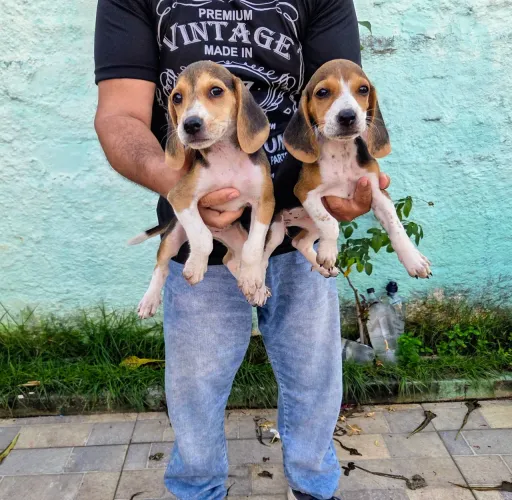 Filhotes de Beagles