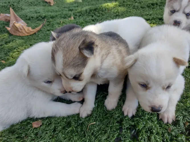 Filhotes de husky siberiano 