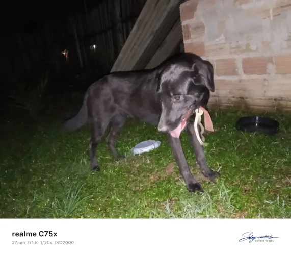 Doação de cachorro