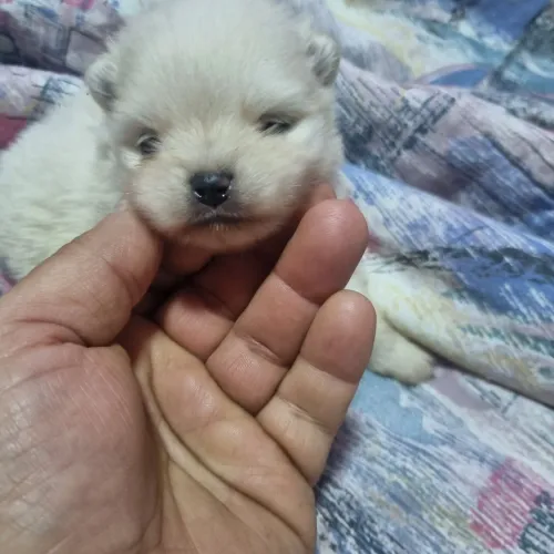 Lulu da pomeranea feminha não pode perder 