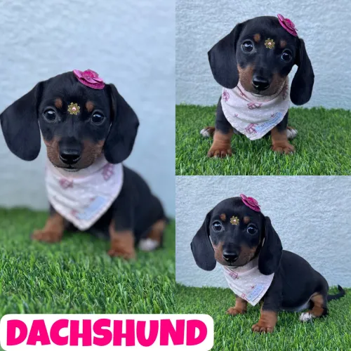 Promoção Linda Feminha de Dachshund (Basset, Cofap, Teckel) aqui no Puppy Stop
