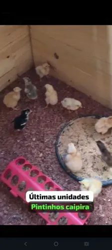 Pintinhos caipira disponível só os top