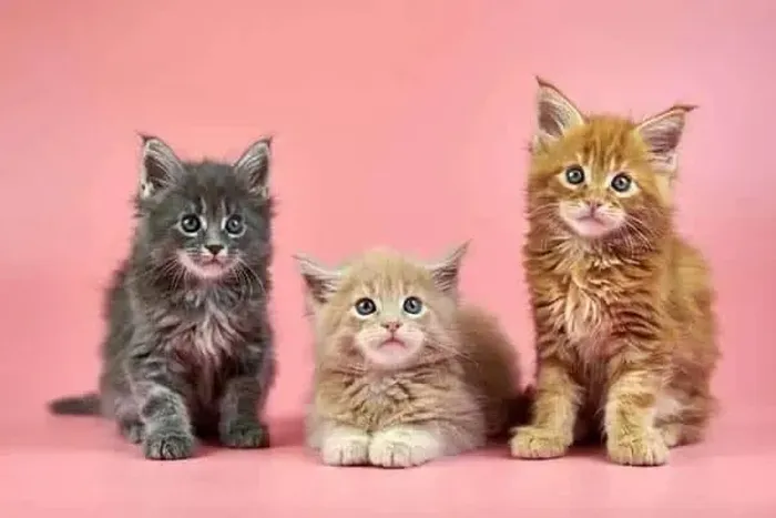 Maine coon Belas cores