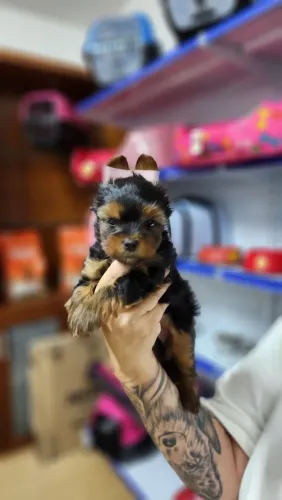 Yorkshire terrier